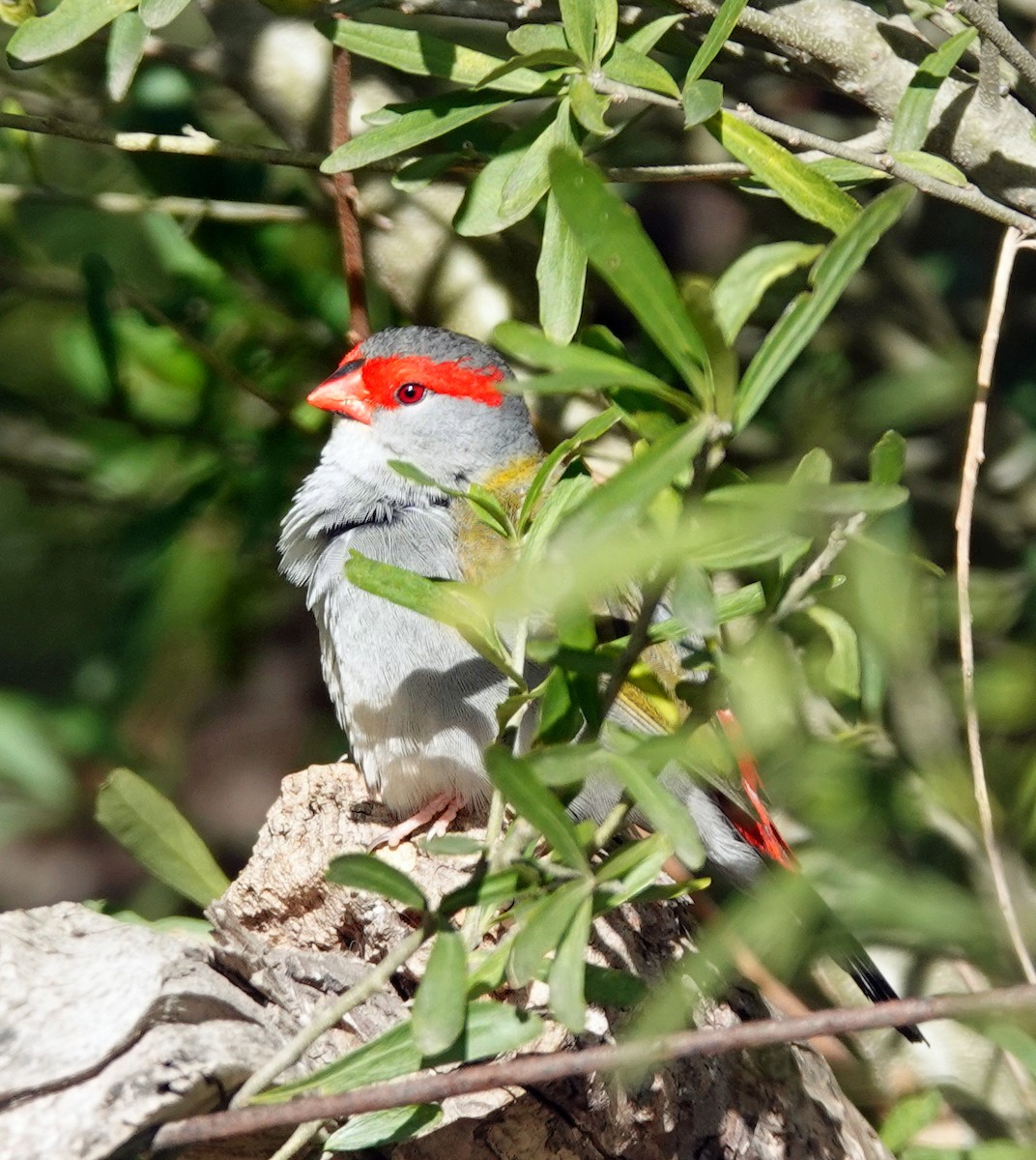 Red-browed Firetail - ML589336991
