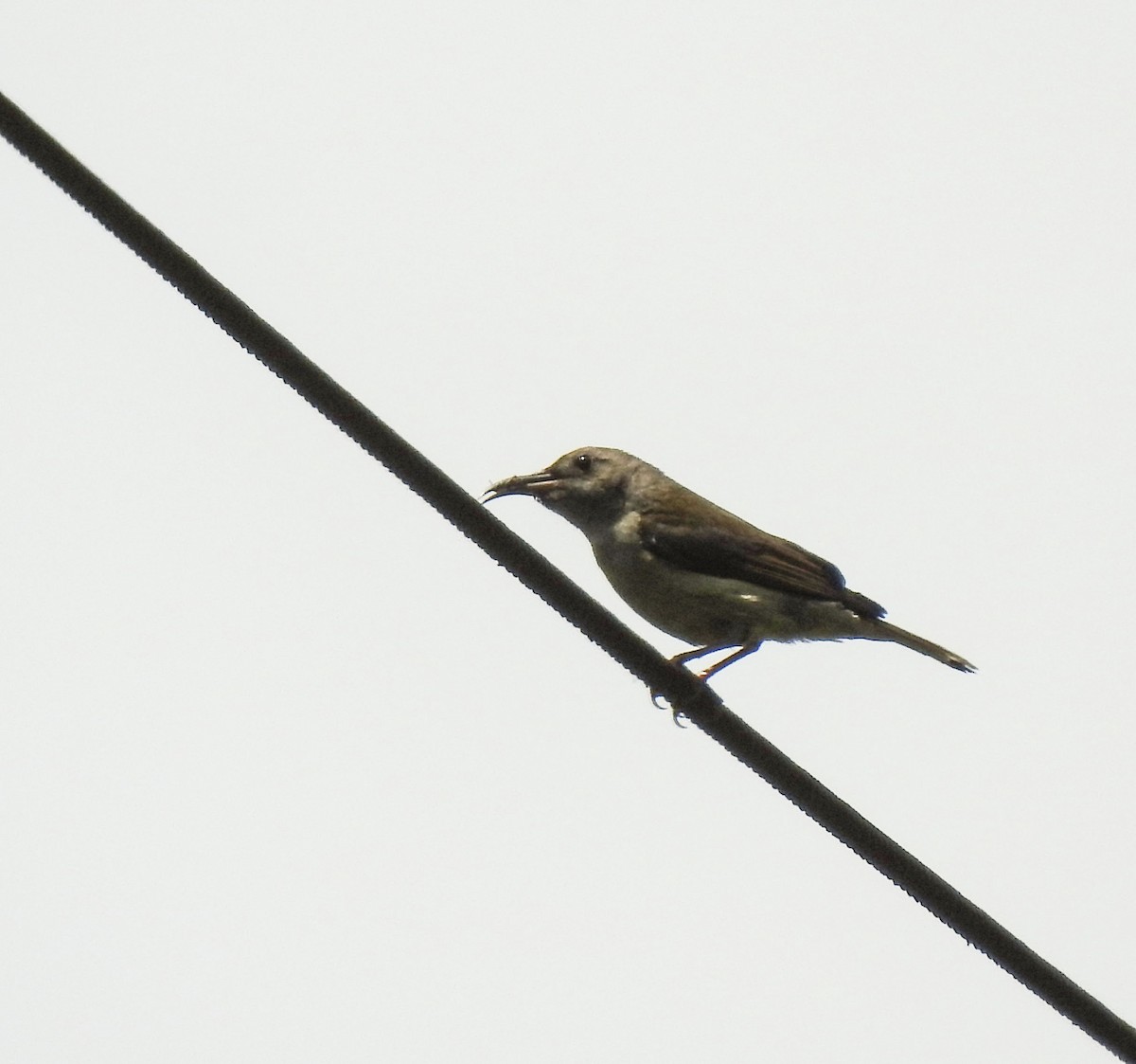 Green-tailed Sunbird - ML589338561