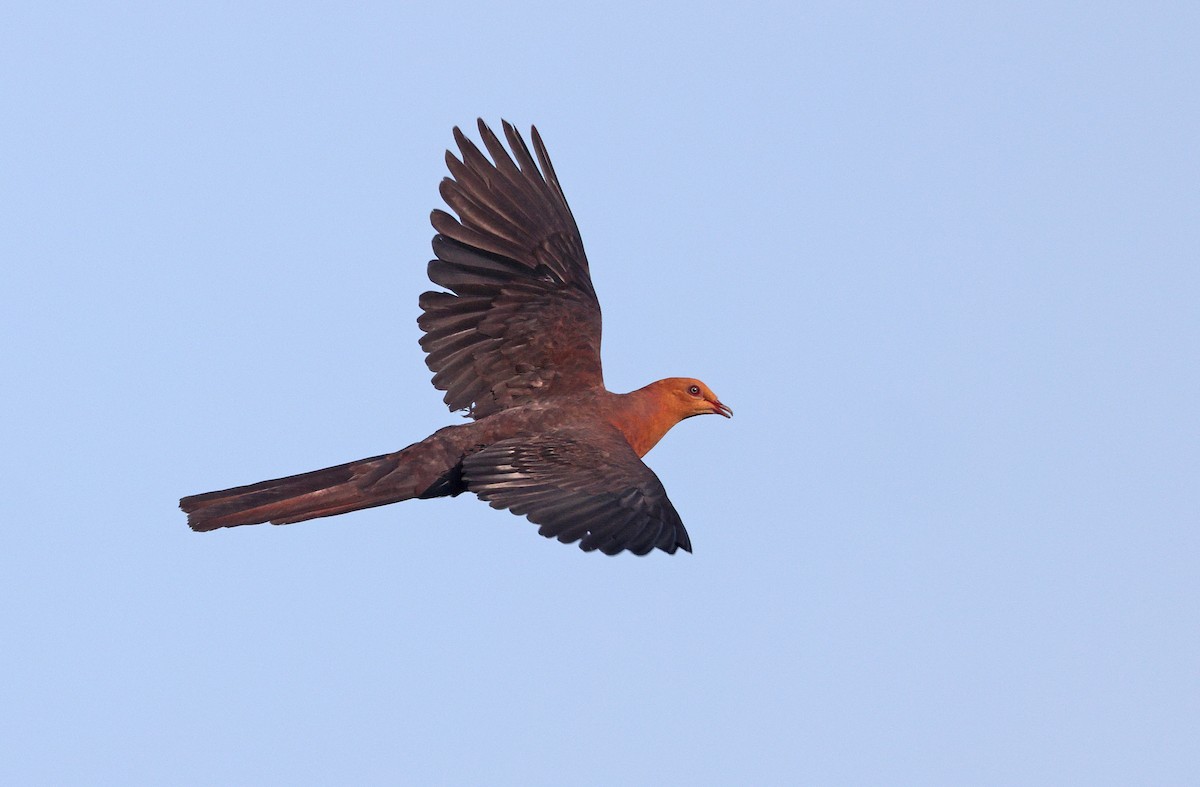 Philippine Cuckoo-Dove - ML589339131