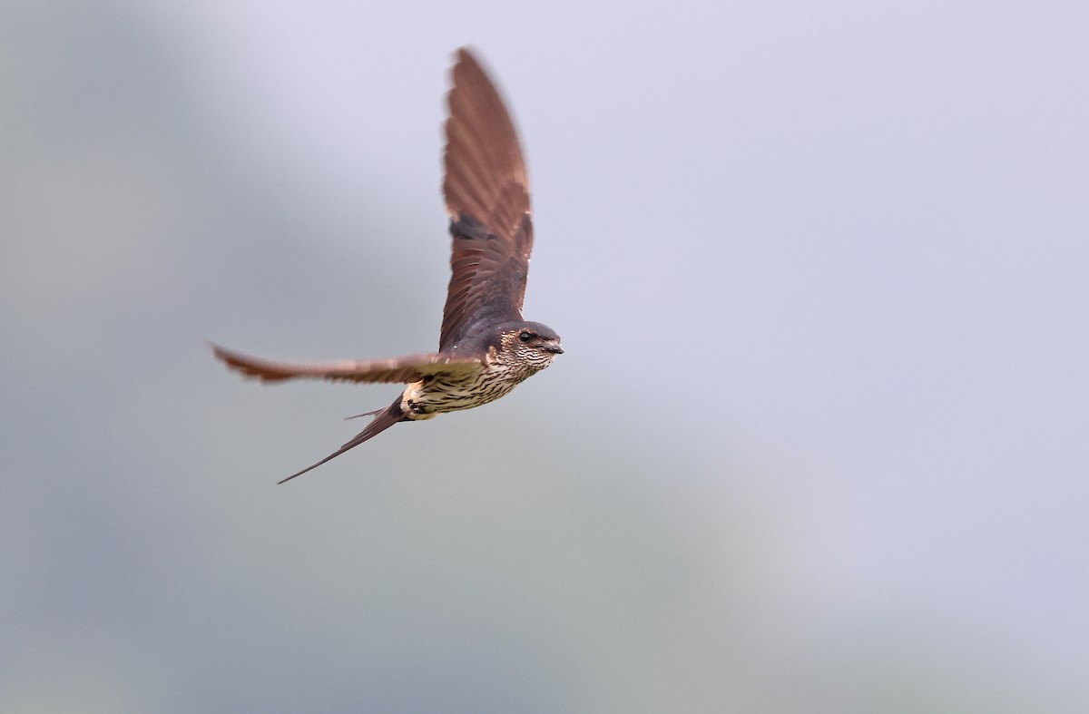 Striated Swallow - Robert Hutchinson