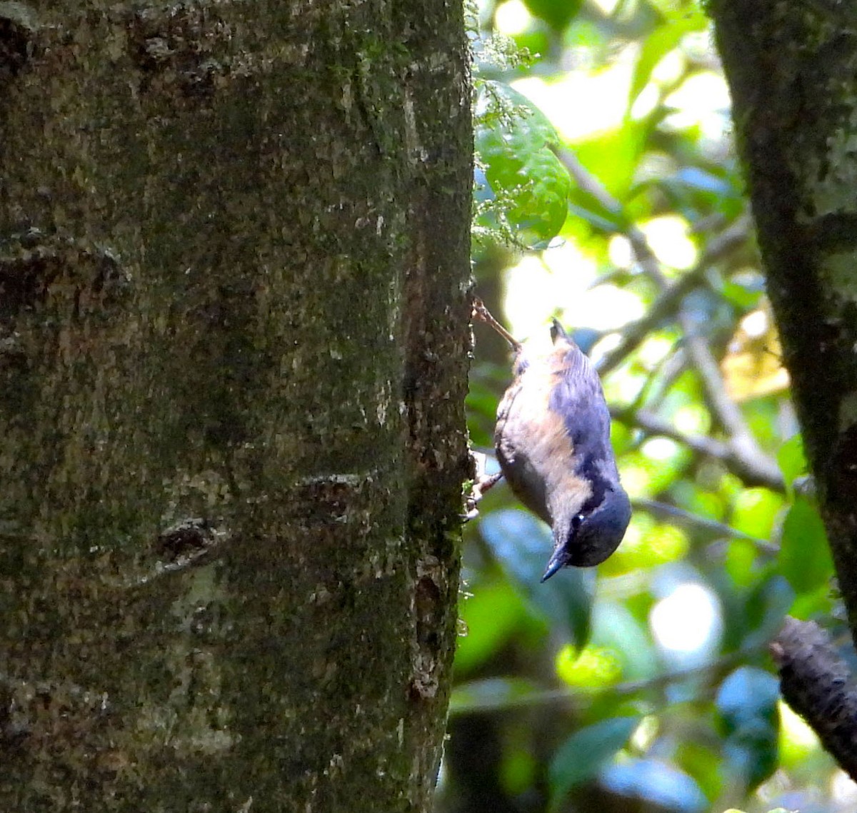 White-tailed Nuthatch - ML589342081