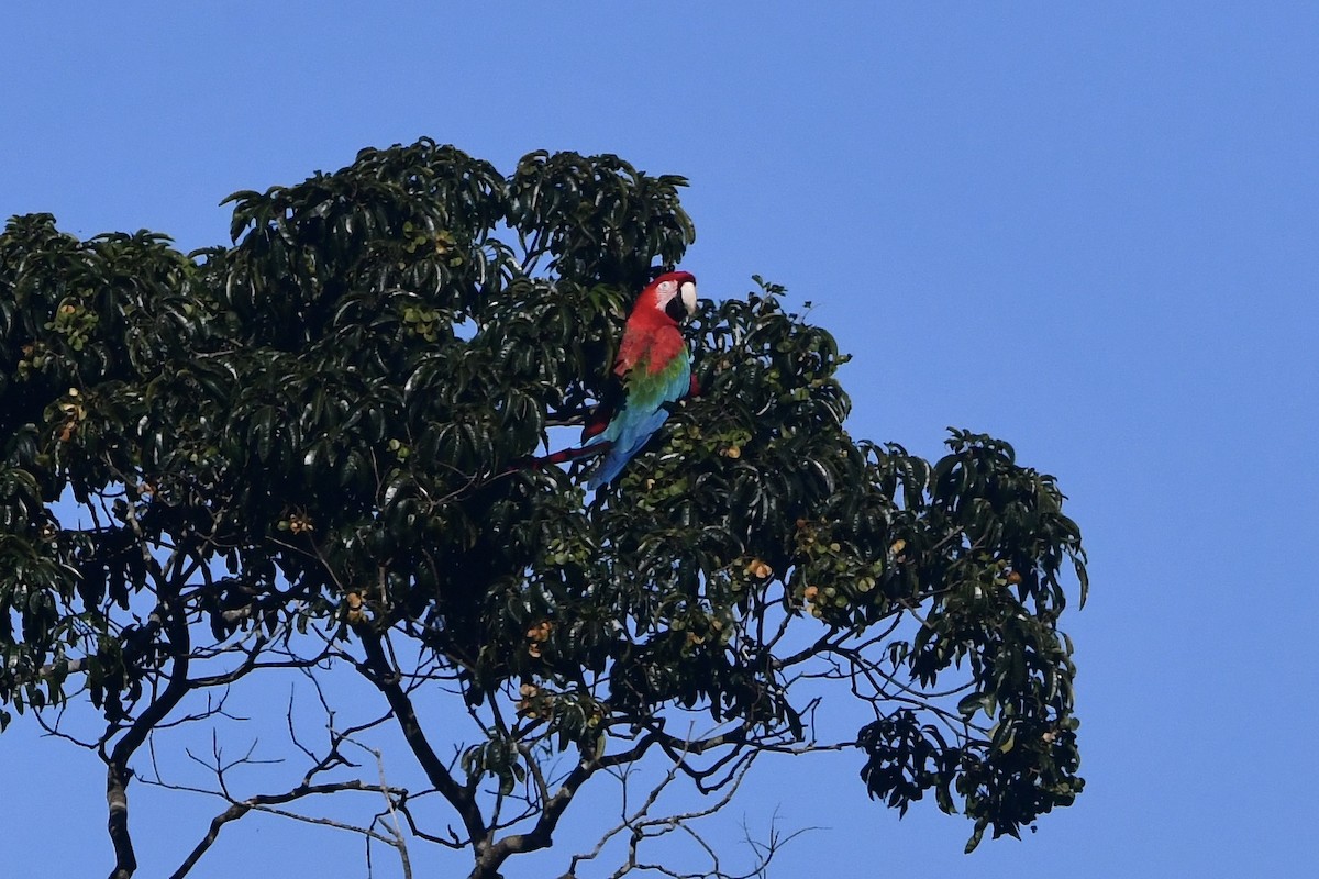 Red-and-green Macaw - ML589352441