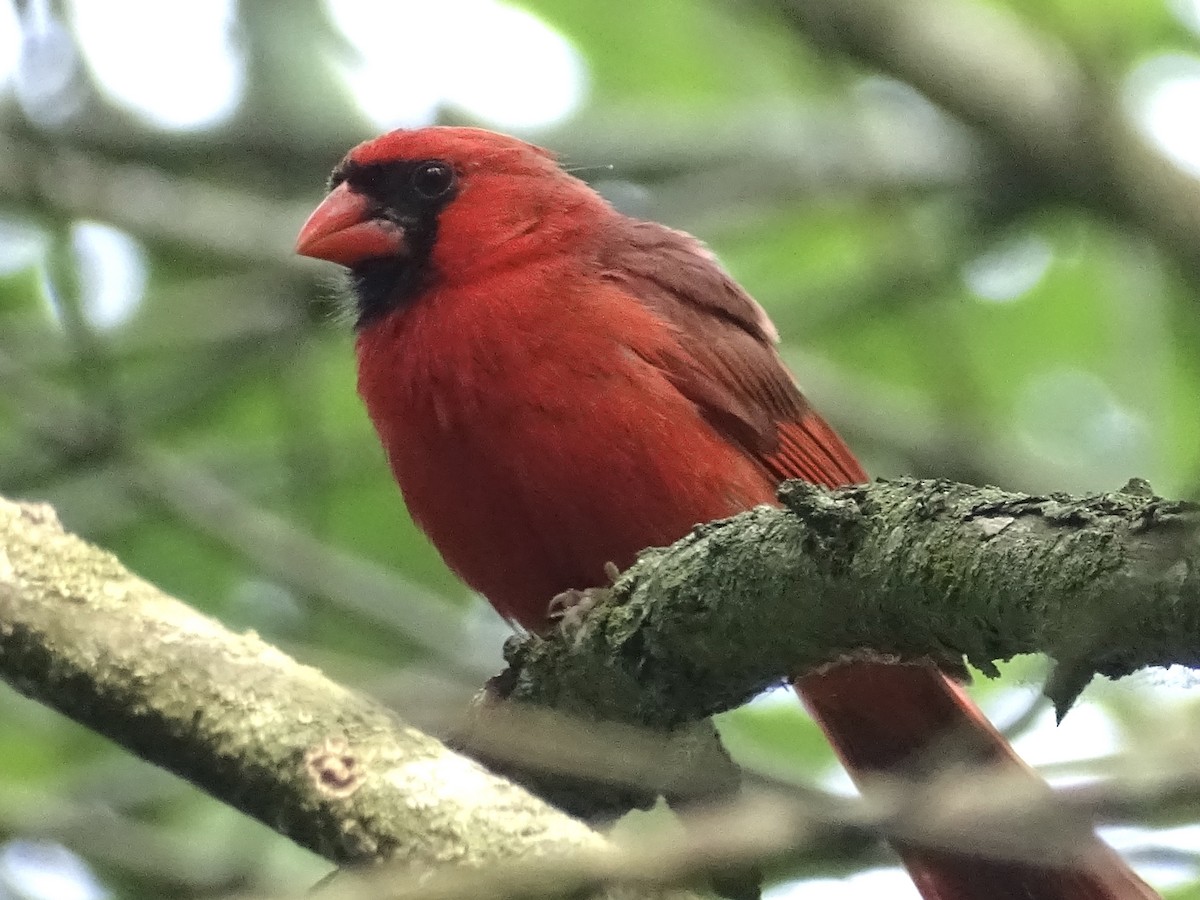 Cardinal rouge - ML589352871
