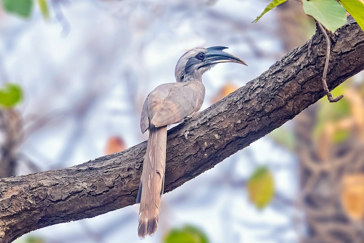 Indian Gray Hornbill - ML589355001