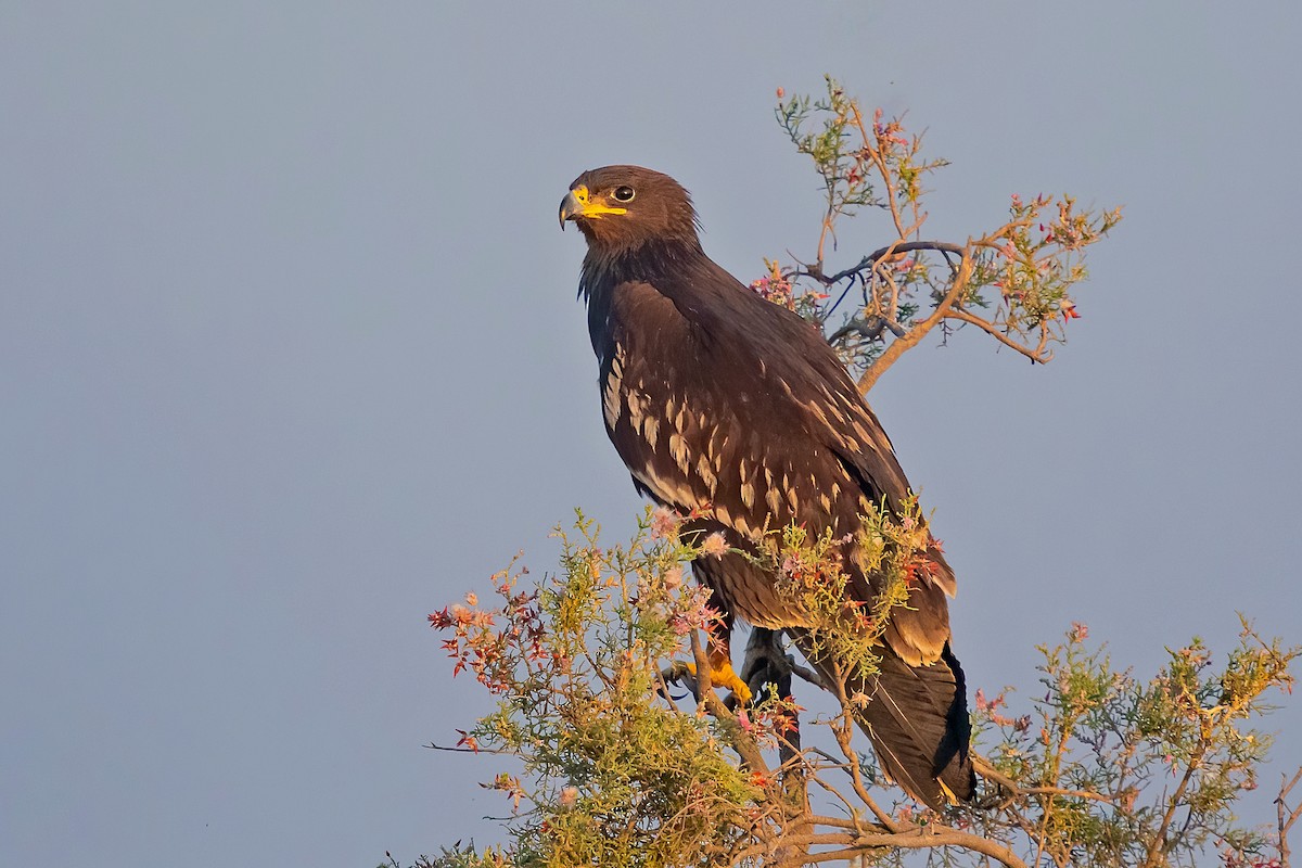 Greater Spotted Eagle - Rajkumar Das