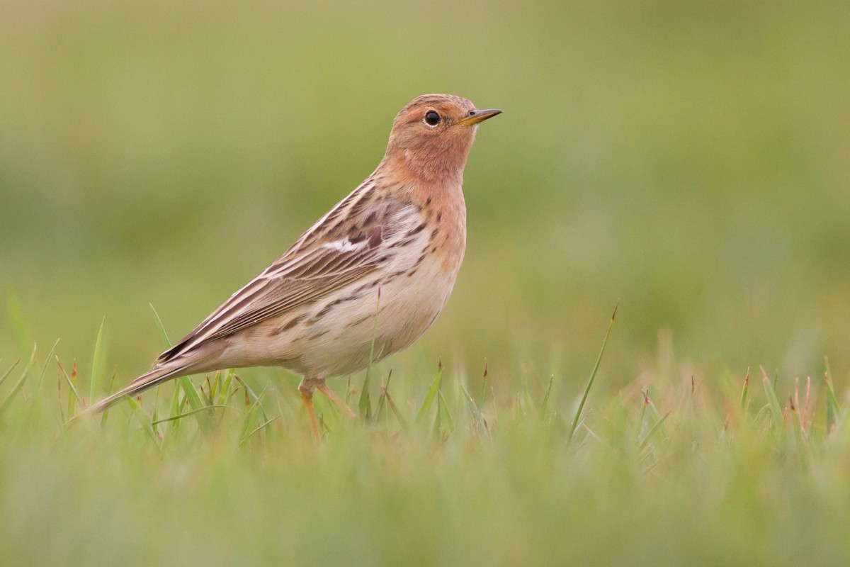 Red-throated Pipit - ML589358101