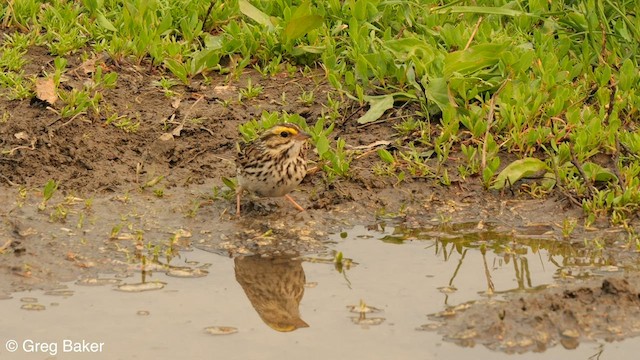 Savannah Sparrow (Savannah) - ML589360061