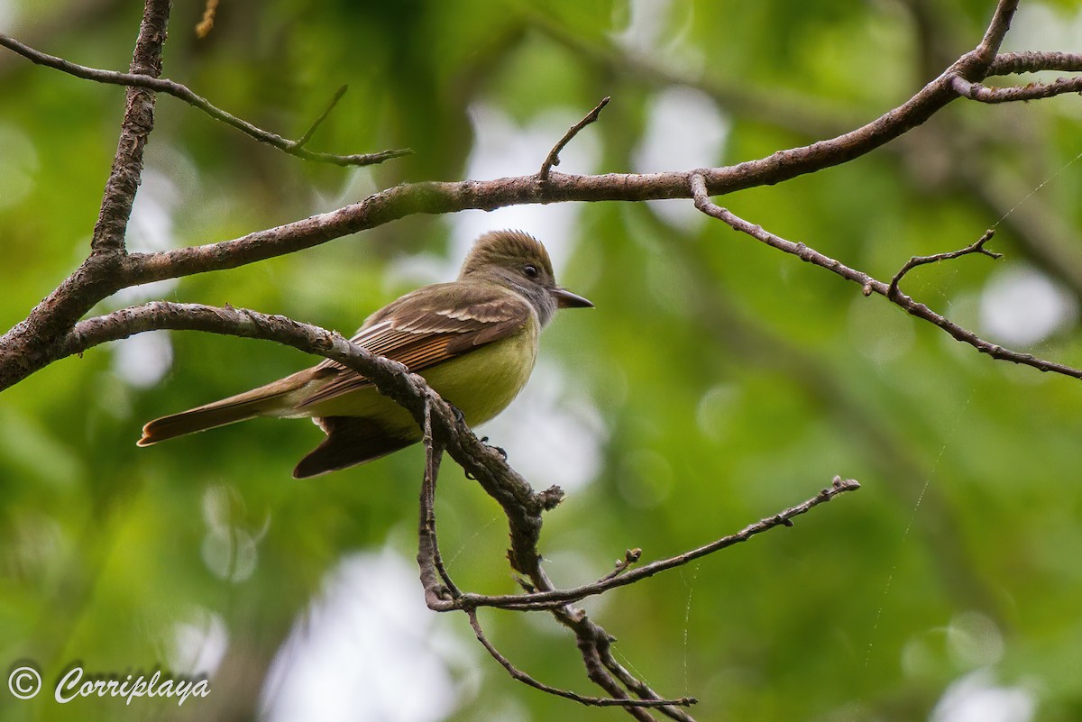 Great Crested Flycatcher - ML589361391