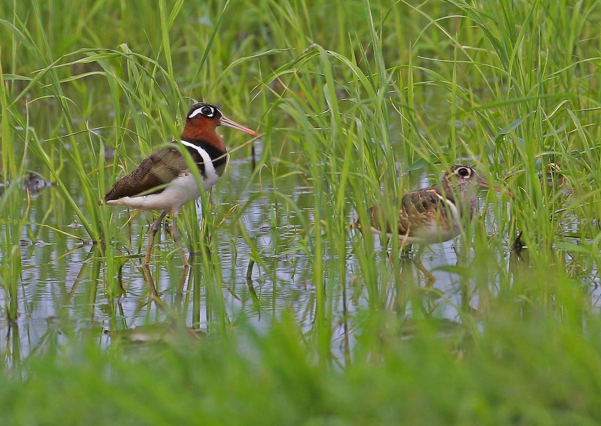 Greater Painted-Snipe - ML589362581