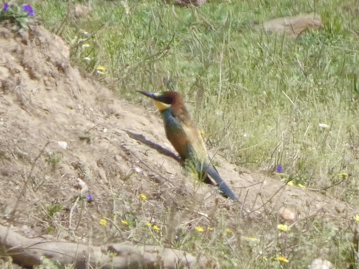 European Bee-eater - ML589362961