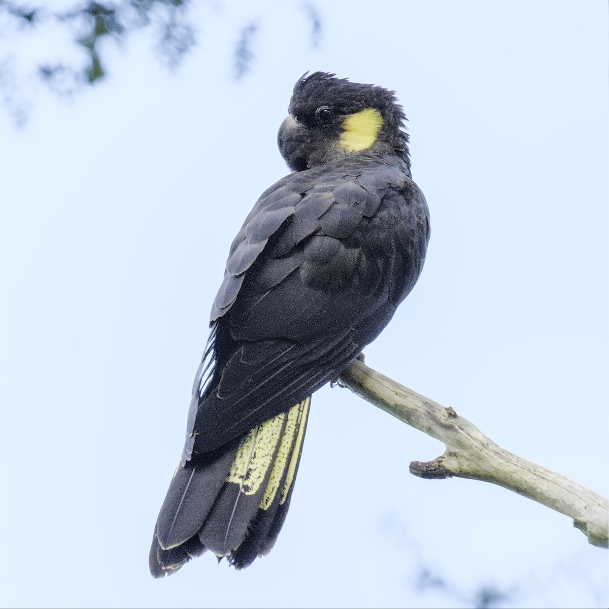 Yellow-tailed Black-Cockatoo - ML589363681