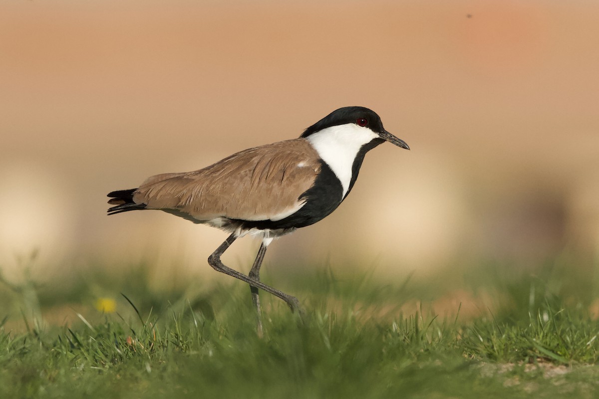 Spur-winged Lapwing - ML589364231