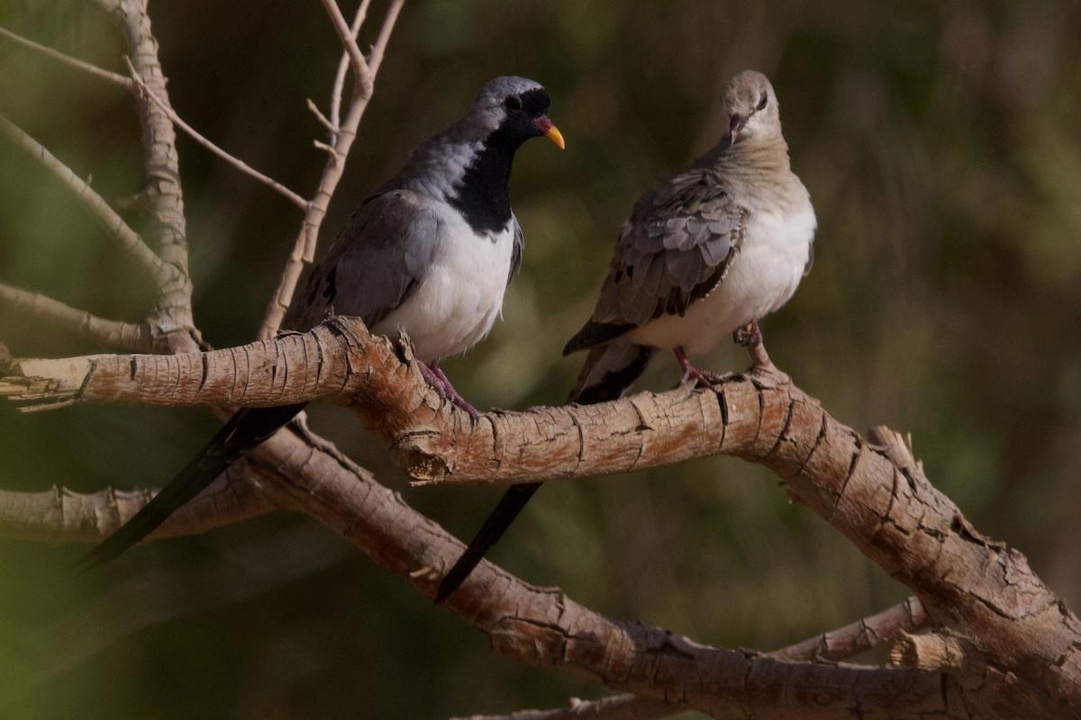Namaqua Dove - Nader Fahd
