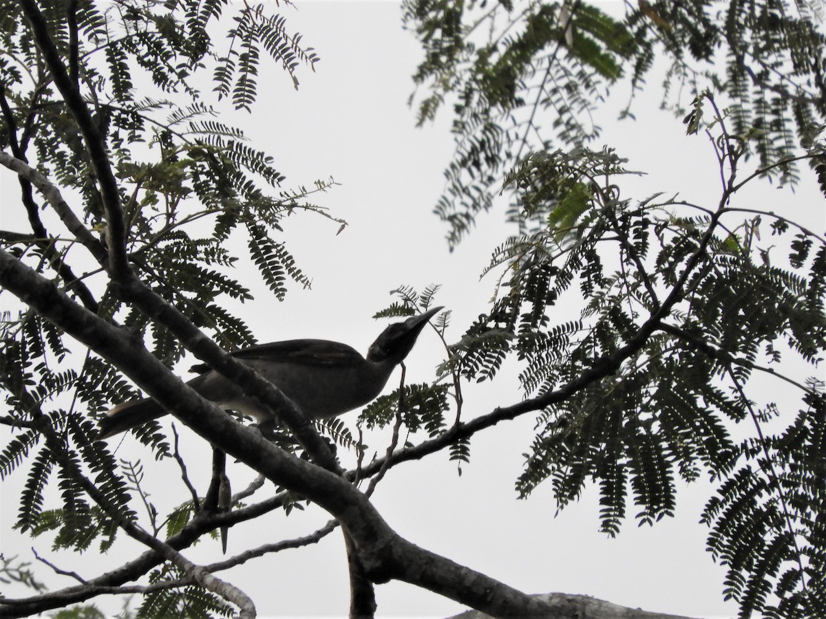 Helmeted Friarbird (New Guinea) - ML589365061