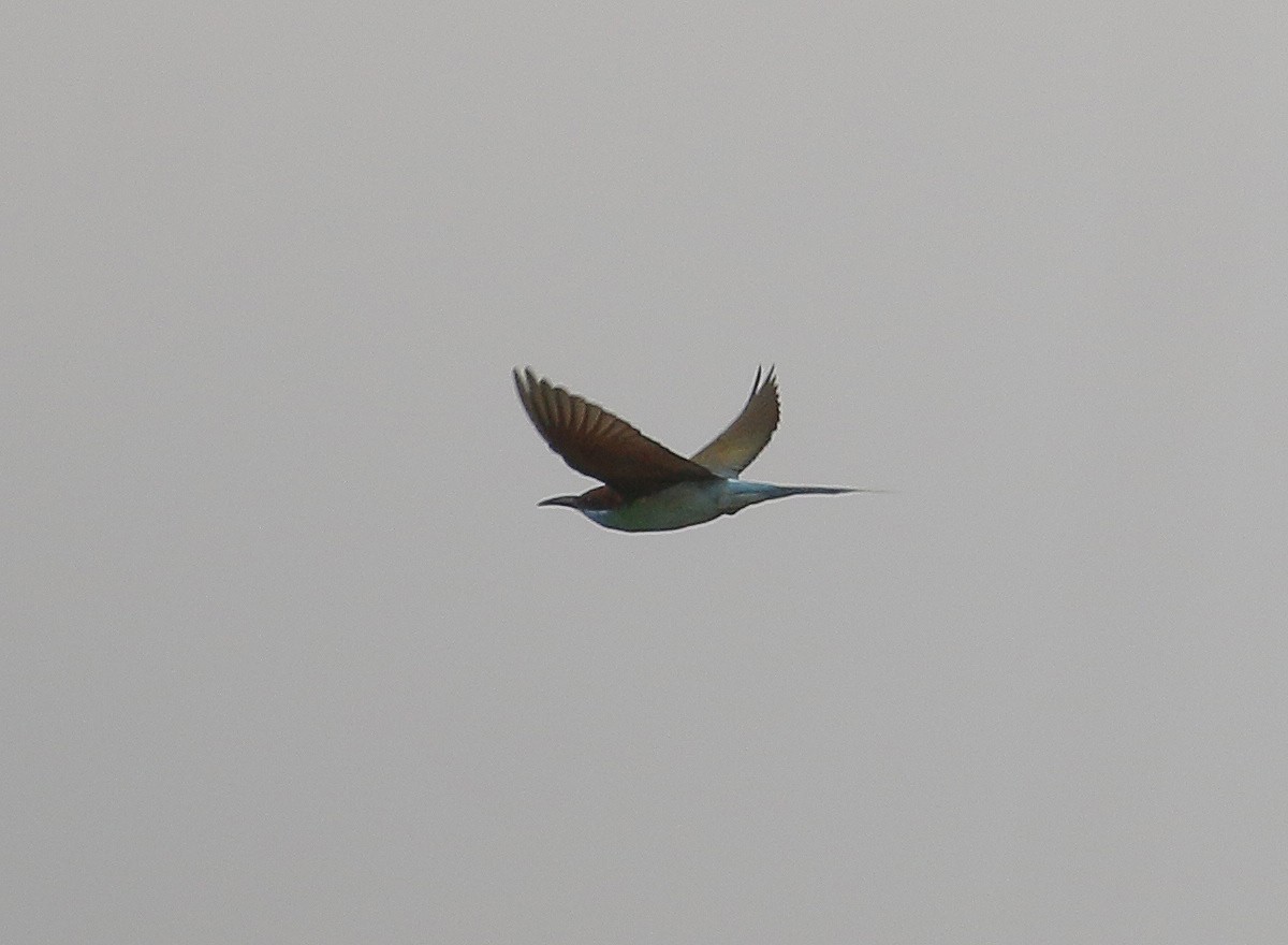 Blue-throated Bee-eater - ML589365391