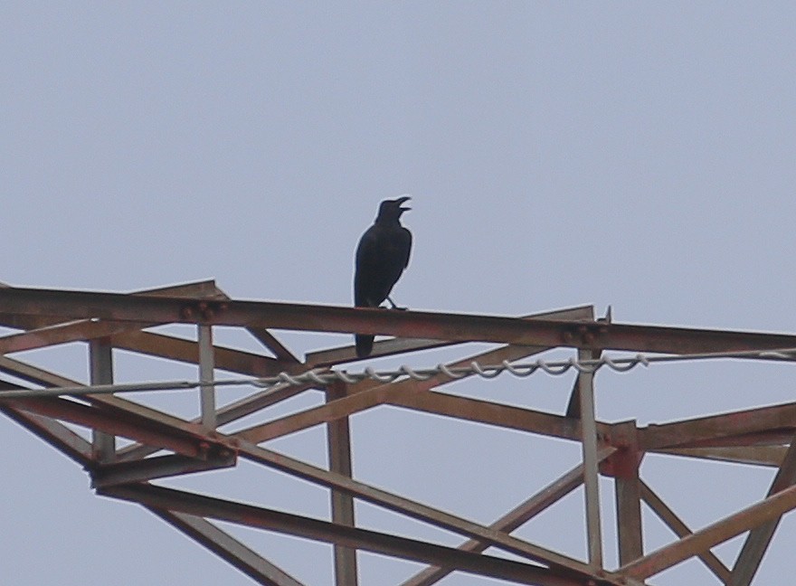 Large-billed Crow - ML589365541