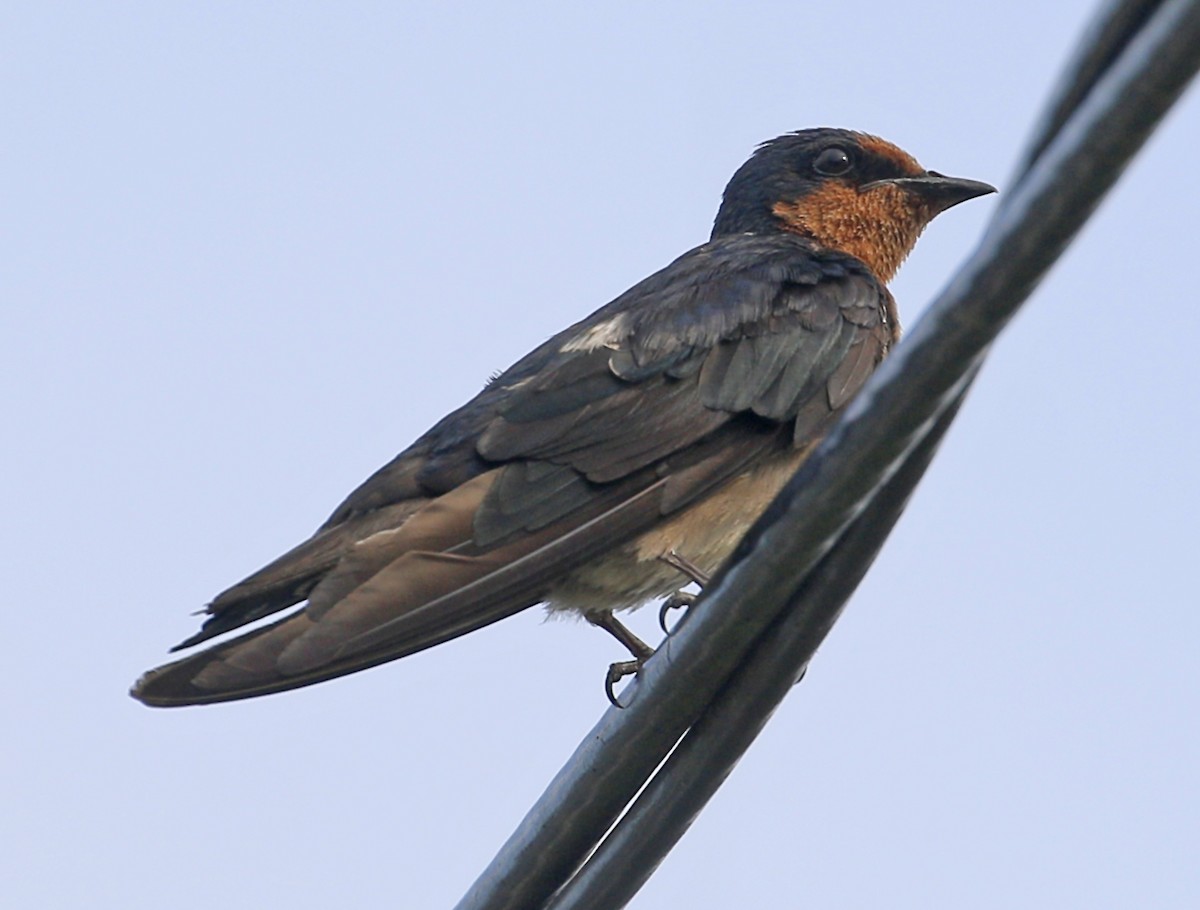 Pacific Swallow - ML589365731