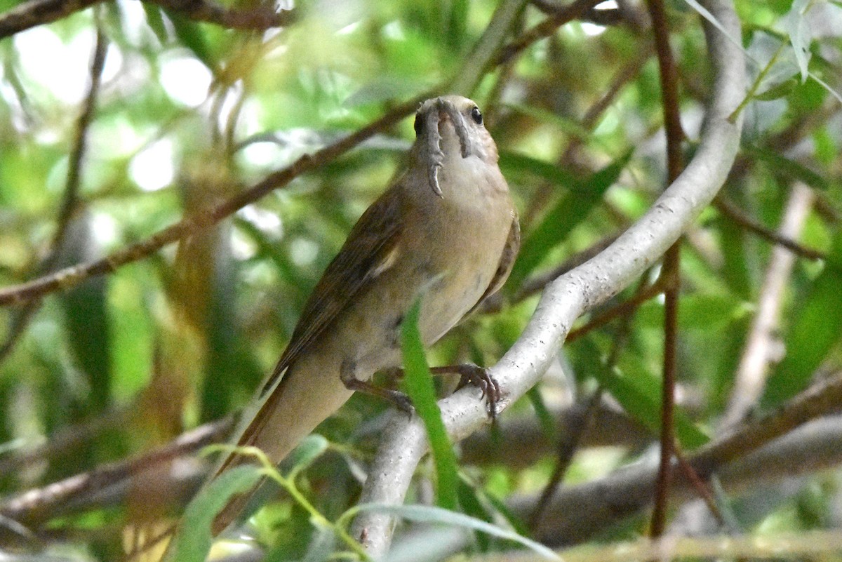 Common Nightingale (golzii) - ML589367631