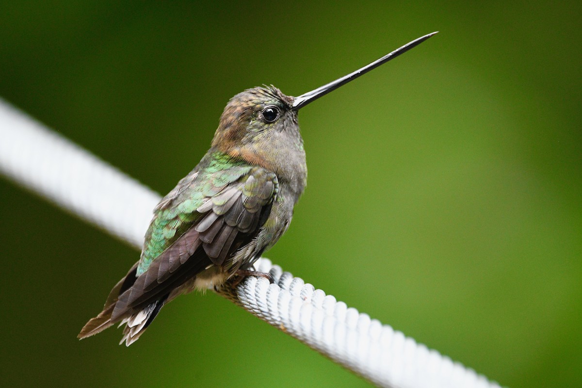 kolibřík zelenočelý - ML589370311