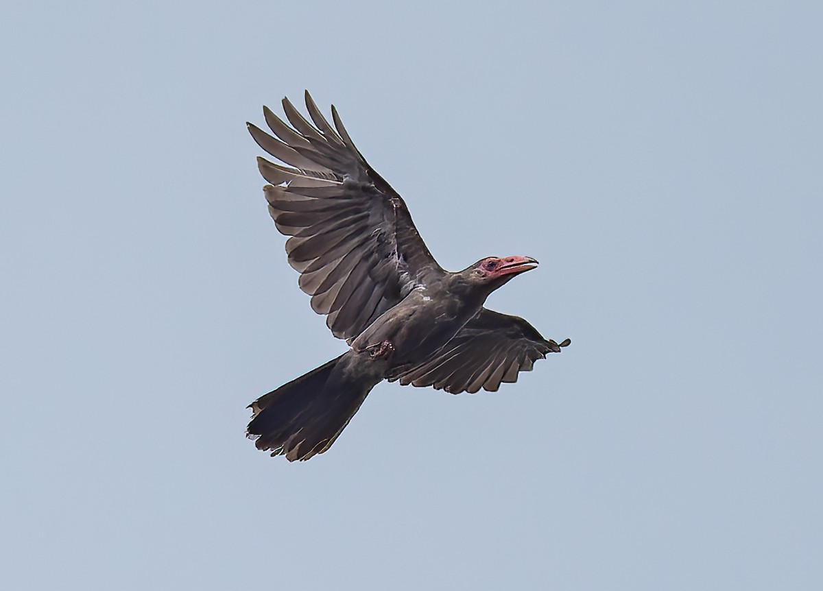 Новогвинейская ворона - ML589372501