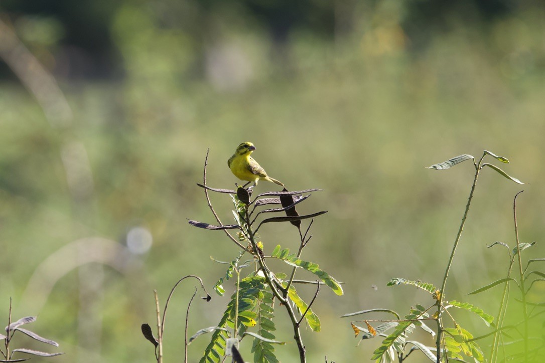 Yellow-fronted Canary - ML589374061