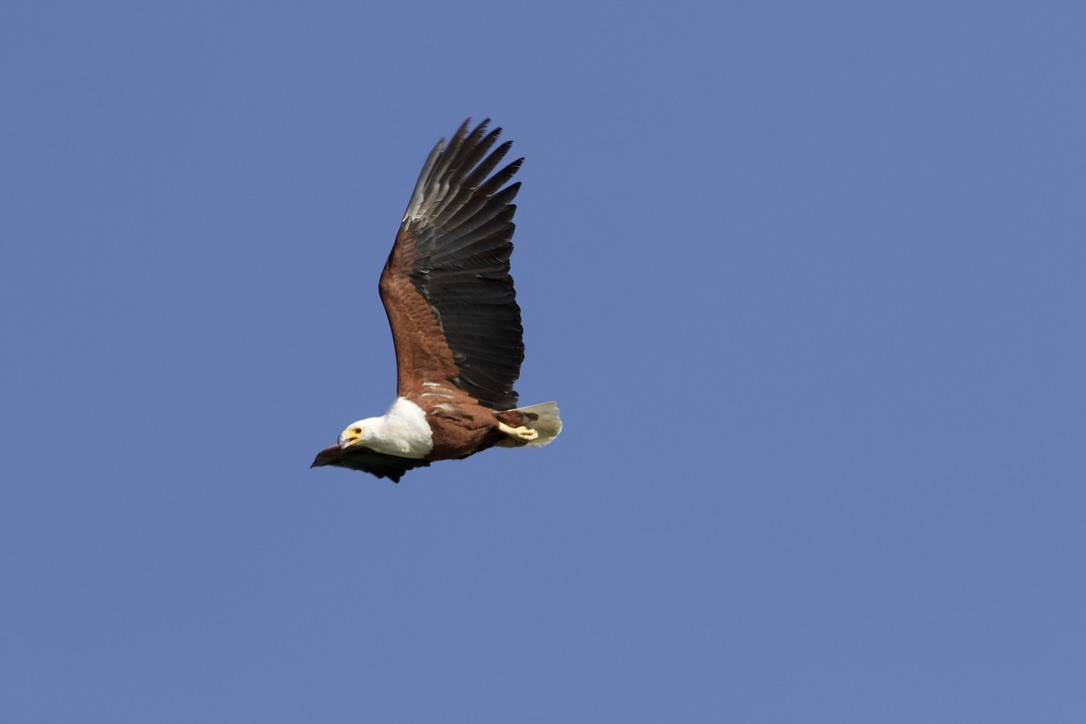 African Fish-Eagle - ML589374201