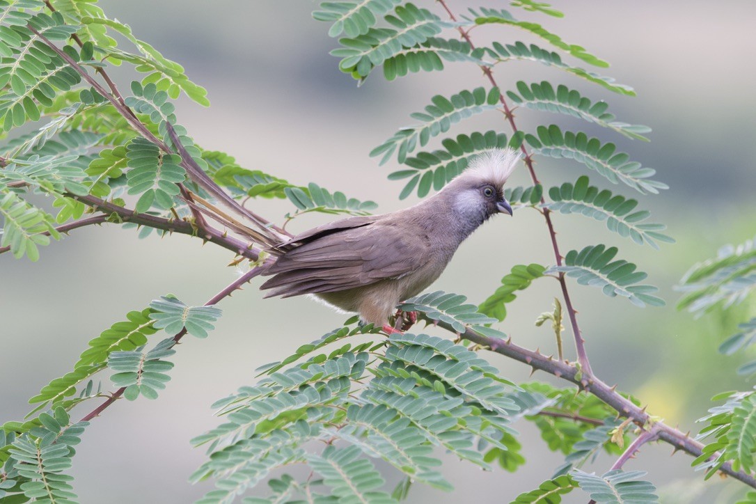 Speckled Mousebird - ML589375661