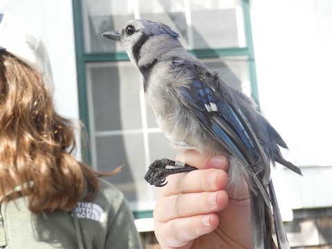 Blue Jay - eBird