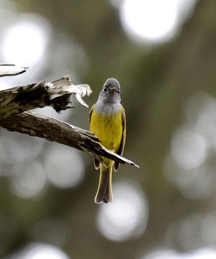 Gray-headed Canary-Flycatcher - Kannan AS