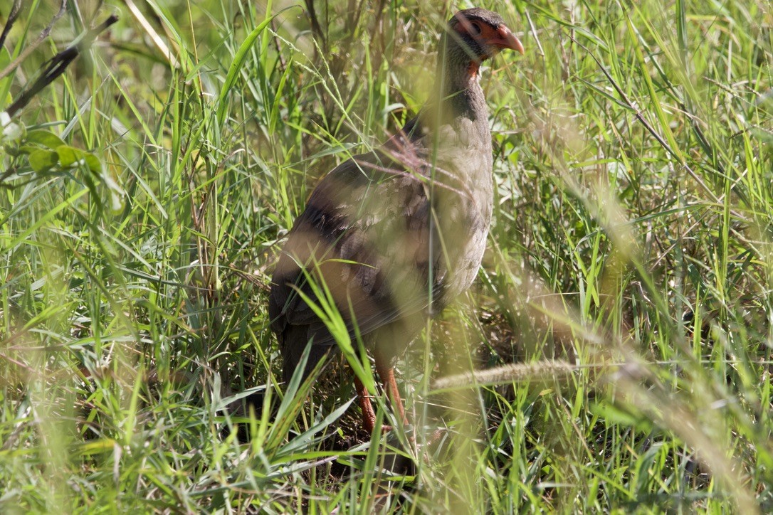 Red-necked Spurfowl - ML589382281