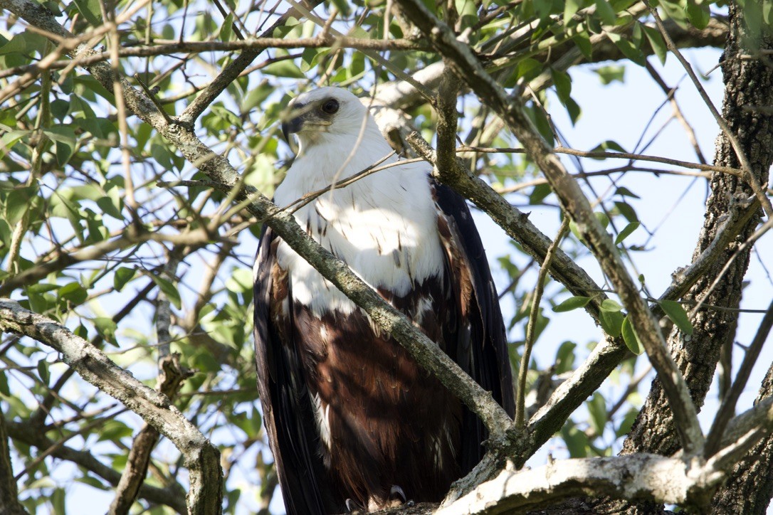 African Fish-Eagle - ML589382811