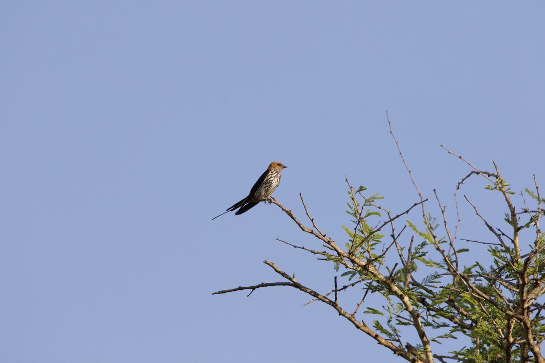 Lesser Striped Swallow - Gabriel Leite