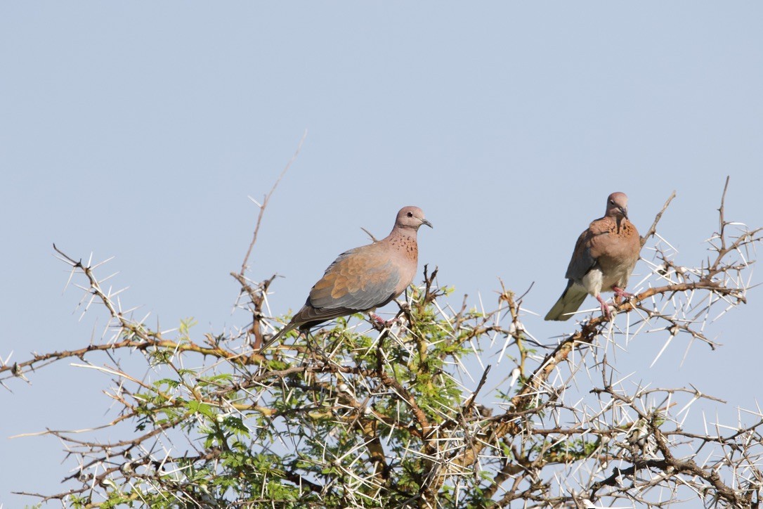 Laughing Dove - ML589383151