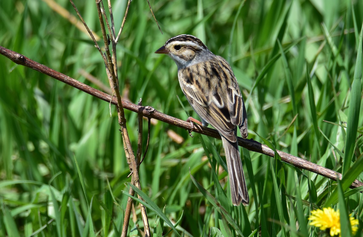 Clay-colored Sparrow - ML589385871