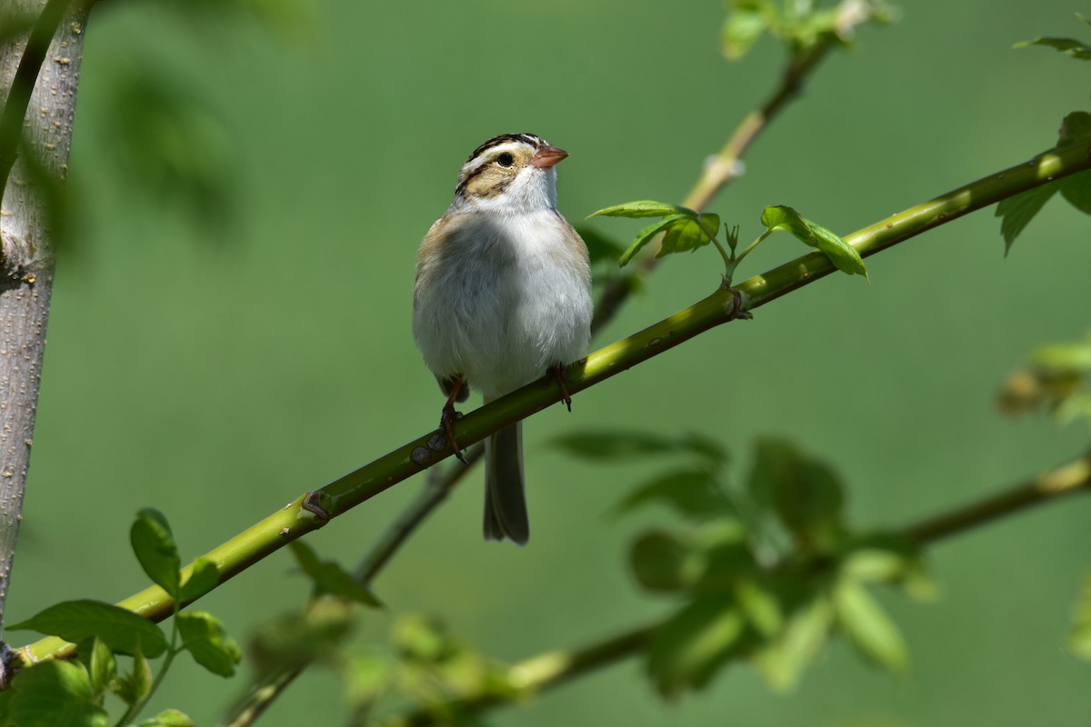 Clay-colored Sparrow - ML589385881