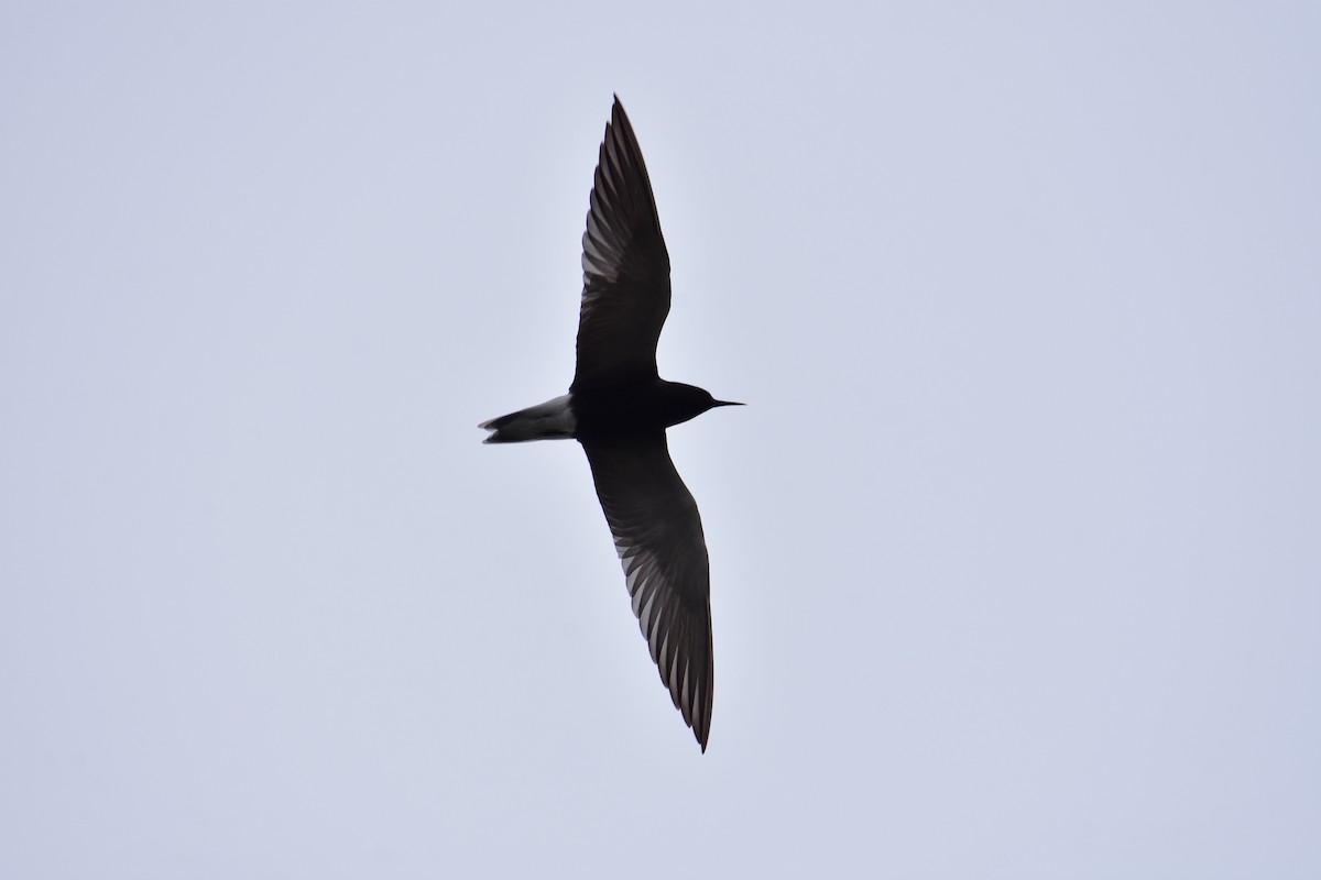 Black Tern - ML589385991