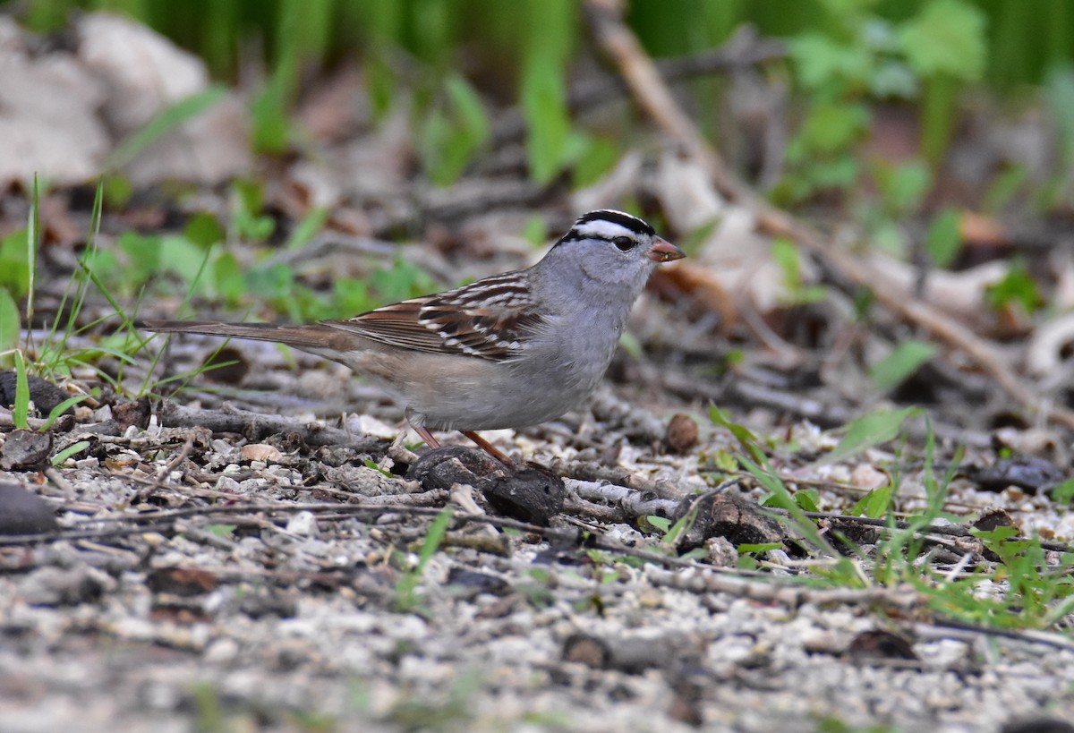 White-crowned Sparrow - ML589386101