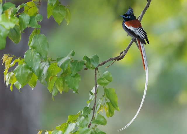 African Paradise Flycatcher  Tradução de African Paradise Flycatcher no  Dicionário Infopédia de Inglês - Português