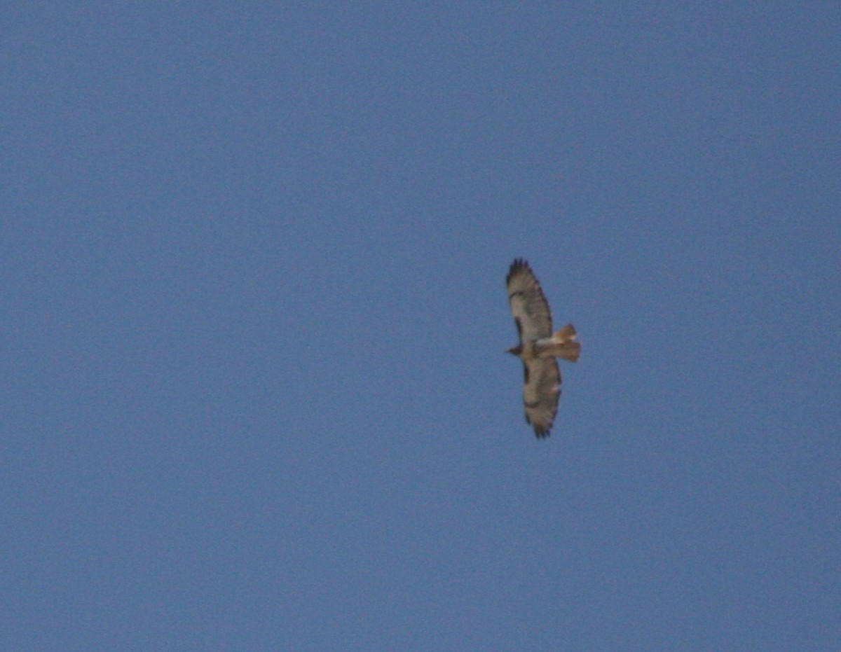Red-tailed Hawk (umbrinus) - ML589391781