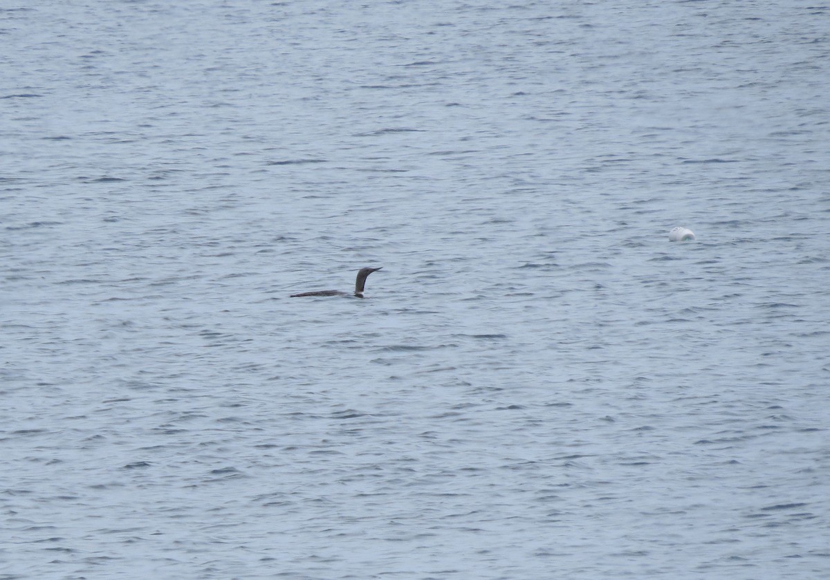 Red-throated Loon - ML589391841