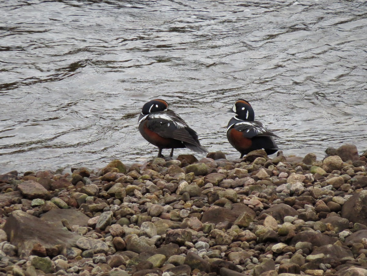 Harlequin Duck - Patrice Franche
