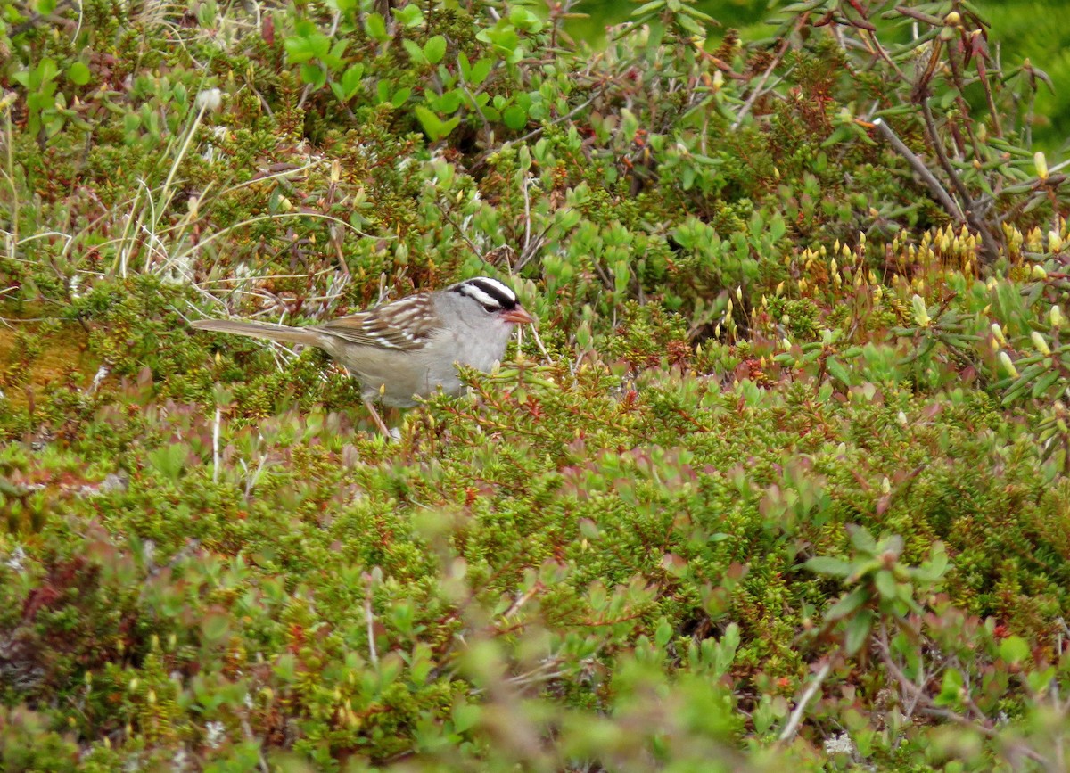 White-crowned Sparrow (leucophrys) - ML589392791