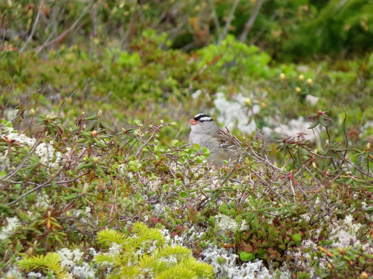 White-crowned Sparrow (leucophrys) - ML589392801