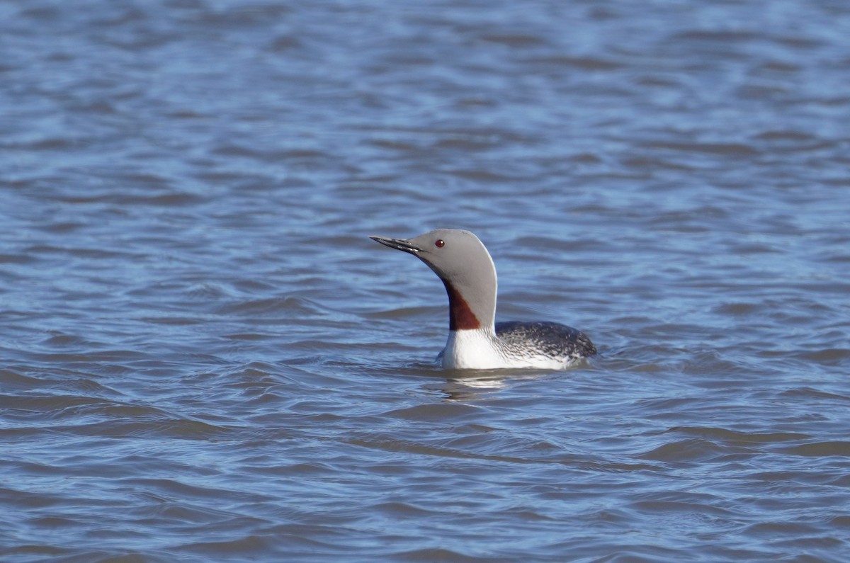 Red-throated Loon - ML589393051