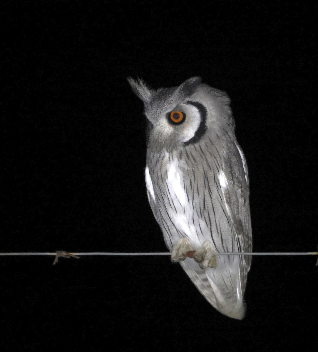 Southern White-faced Owl - Luke Goddard