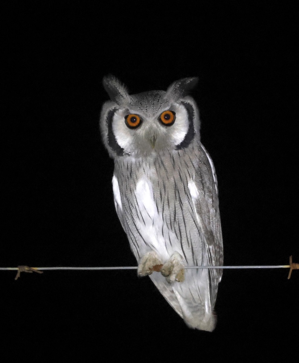 Southern White-faced Owl - Luke Goddard