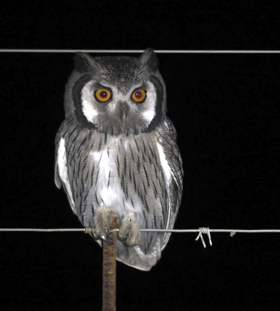 Southern White-faced Owl - ML589395021