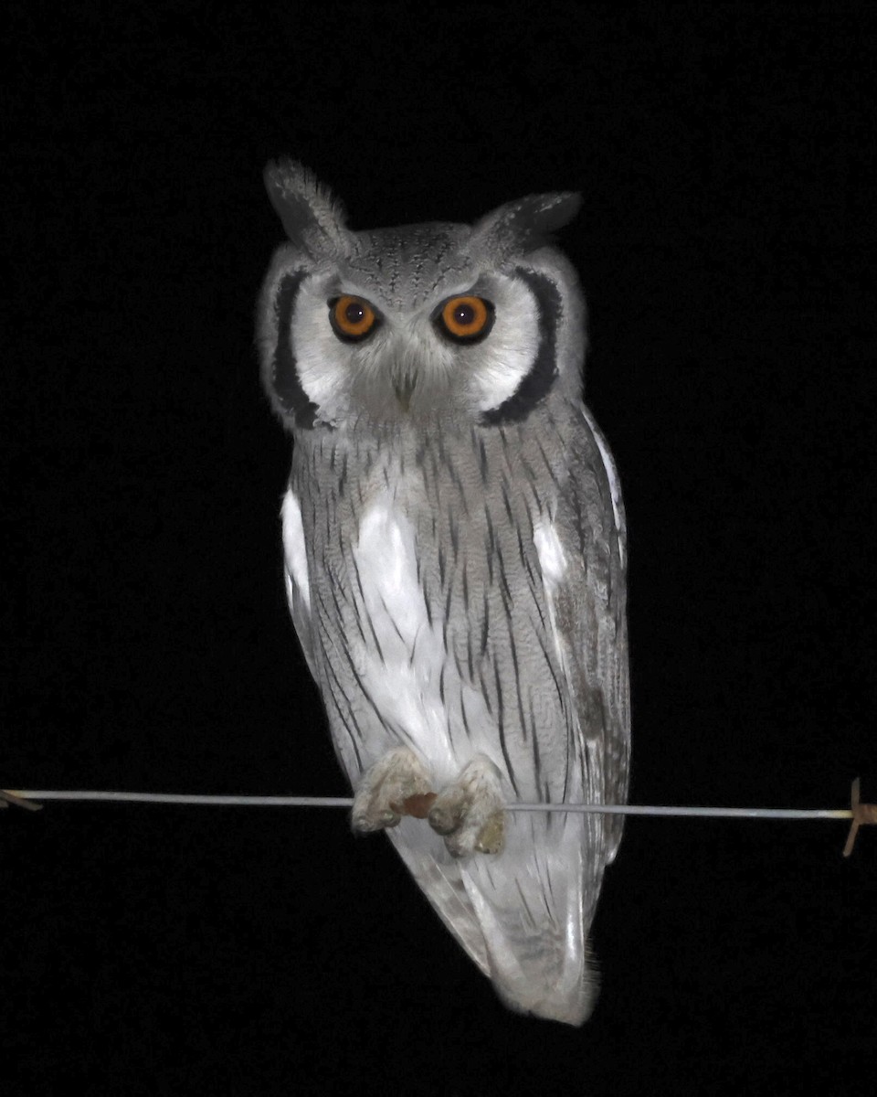 Southern White-faced Owl - ML589395031