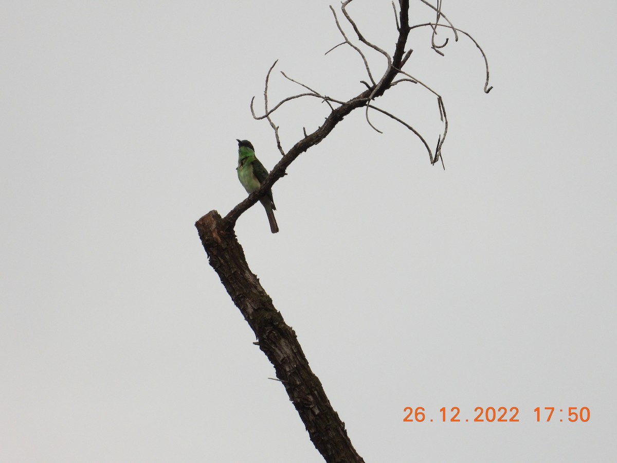 Blue-throated Bee-eater - ML589396311