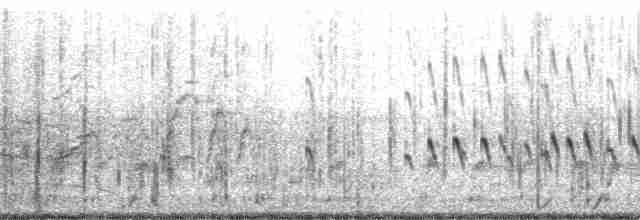 Dendrocygne à ventre noir (autumnalis) - ML58940